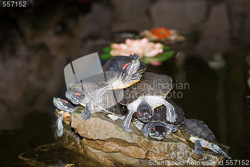 Image of Turtles on the stone in water