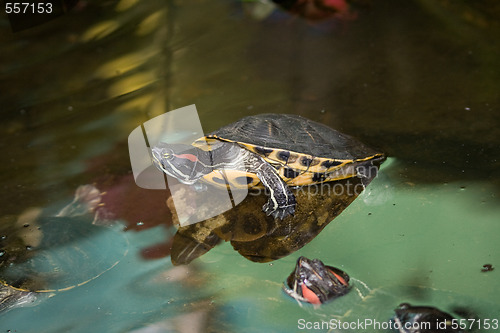 Image of Turtles on the stone in water