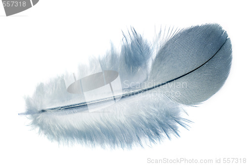 Image of Feather