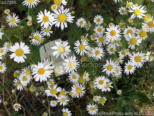 Image of camomile