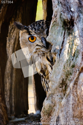 Image of eagle-owl