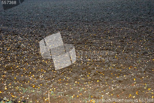 Image of autumn field