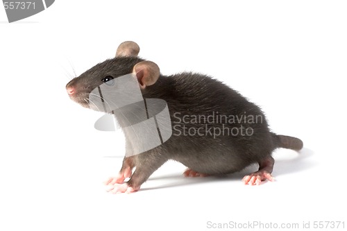 Image of rat