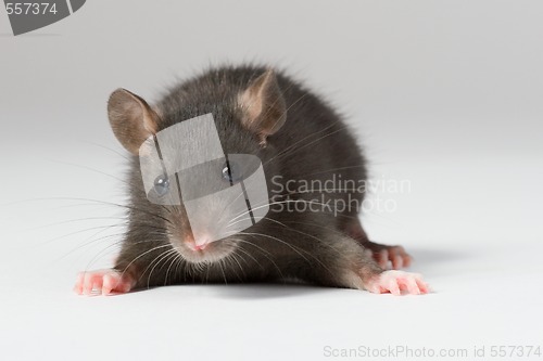 Image of rat