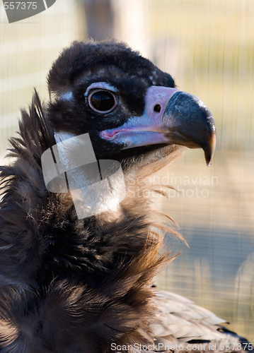 Image of Black vulture
