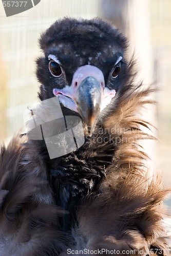 Image of Black vulture