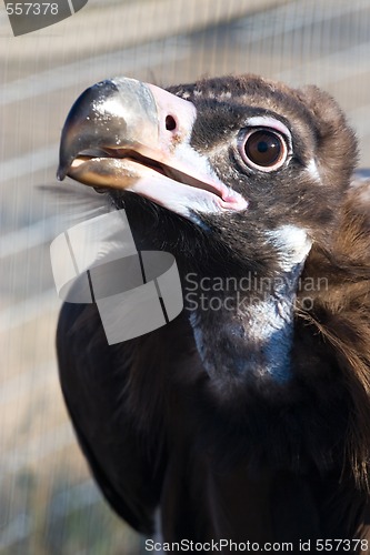 Image of Black vulture