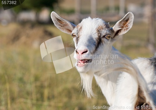 Image of goat