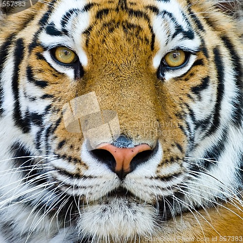 Image of tiger