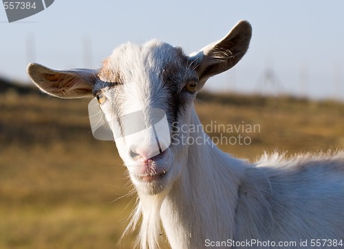 Image of portrait of a goat