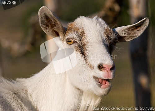 Image of portrait of a goat