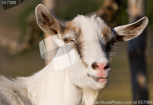 Image of goat