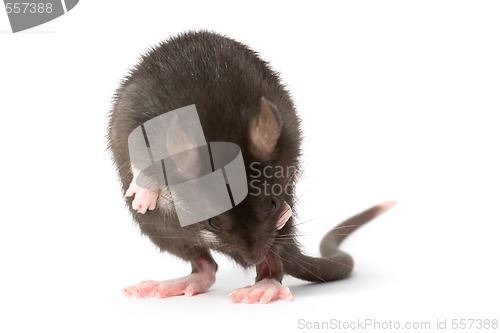 Image of rat