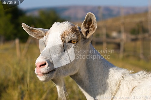 Image of goat