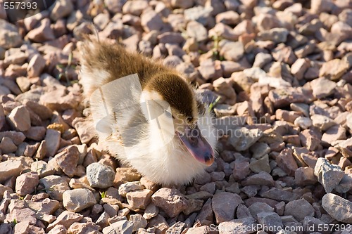 Image of duckling