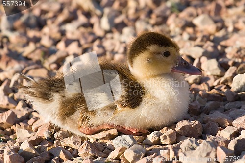 Image of duckling