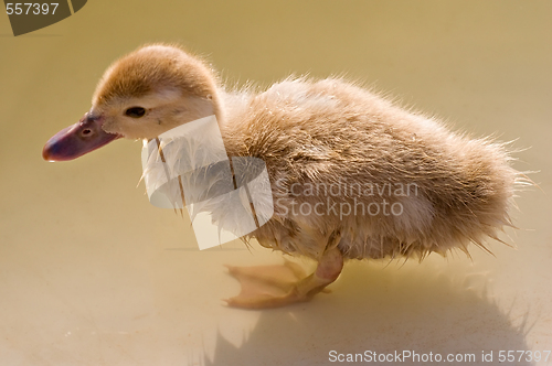 Image of duckling