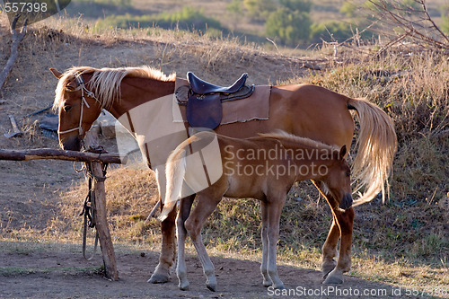 Image of horses