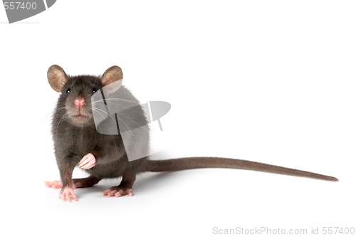 Image of rat