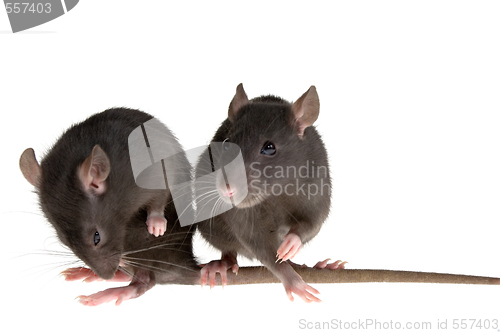 Image of two rats