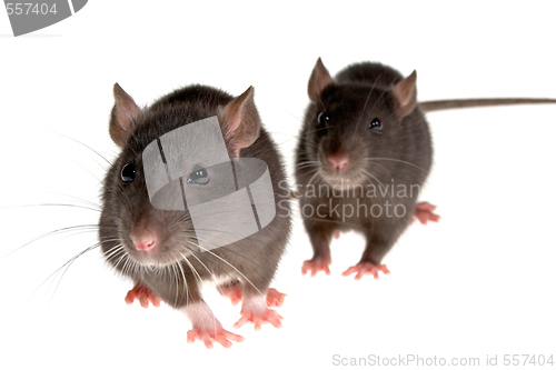 Image of two rats