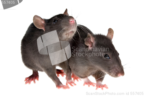 Image of two rats