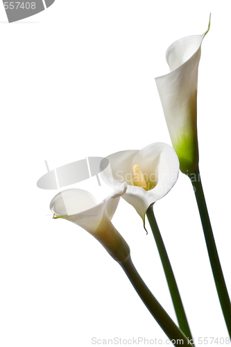 Image of three calla lilies