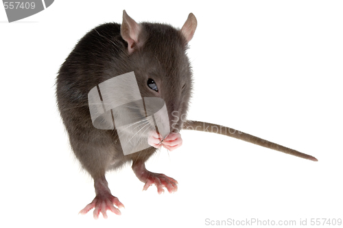 Image of rat