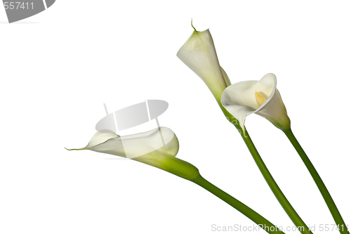 Image of three calla lilies