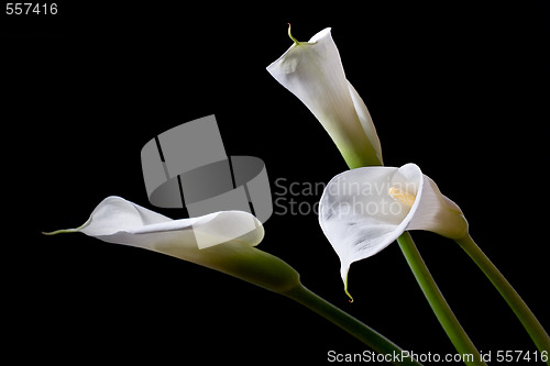 Image of three calla lilies