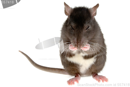 Image of rat