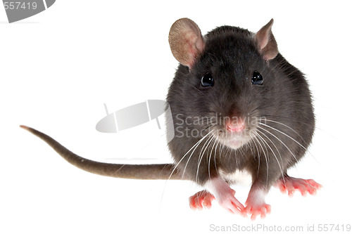 Image of rat