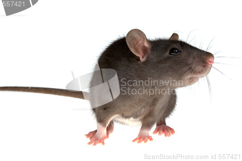 Image of rat