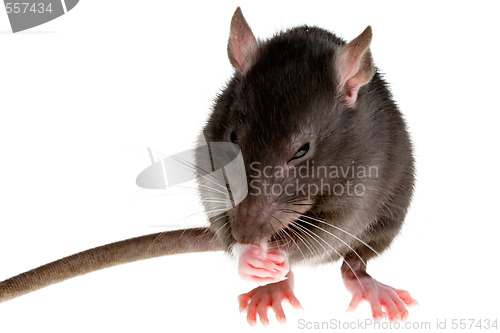 Image of rat