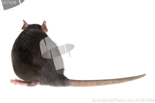 Image of rat's back