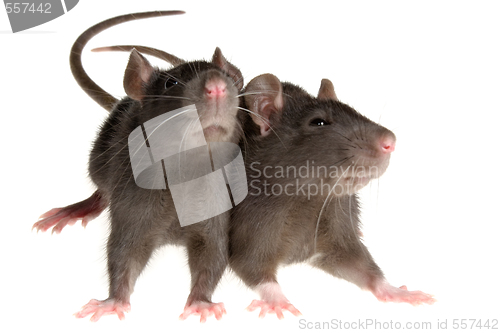Image of two rats