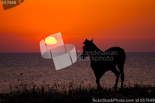 Image of horse silhouette on sunset