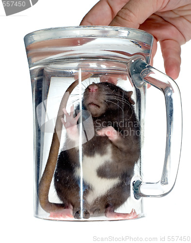 Image of rat under glass