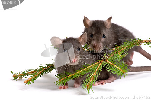 Image of two rats