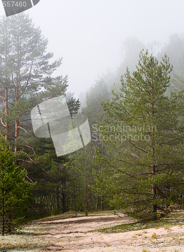 Image of foggy forest