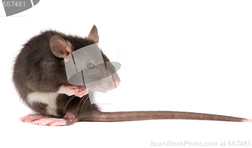 Image of rat