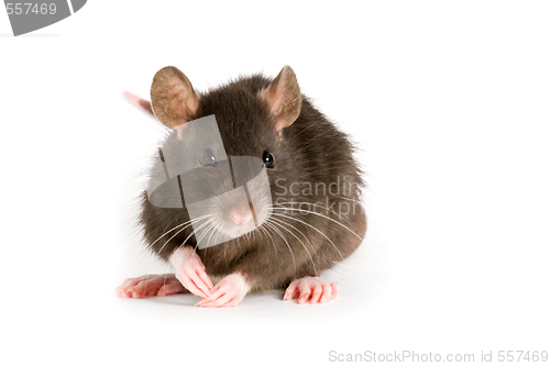 Image of rat