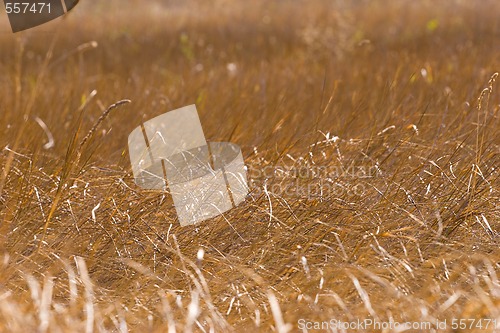 Image of dry grass