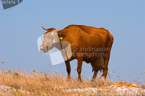 Image of cow
