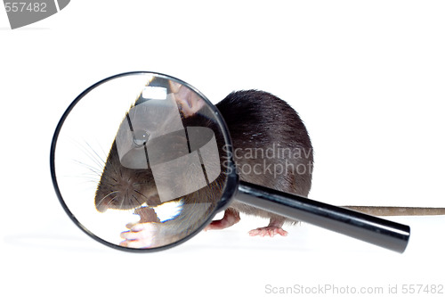 Image of magnifying glass focused on rat's nose