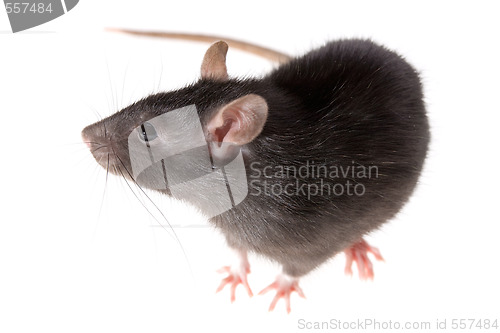 Image of rat