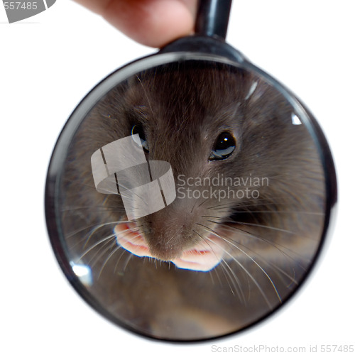 Image of magnifying glass focused on rat's nose