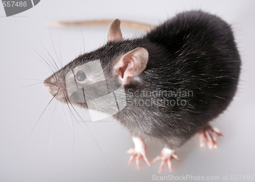 Image of rat