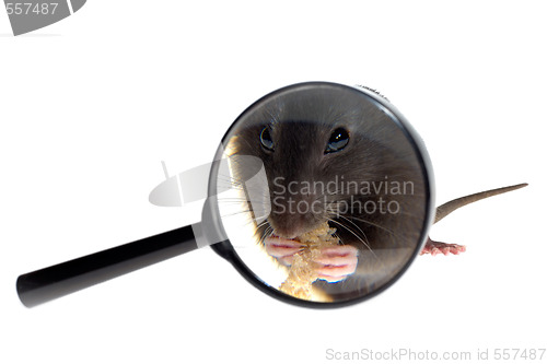 Image of magnifying glass focused on rat's nose