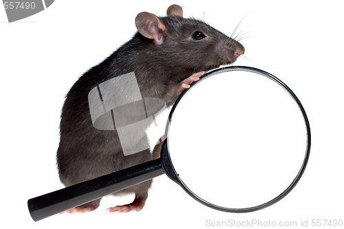 Image of funny rat and magnifying glass